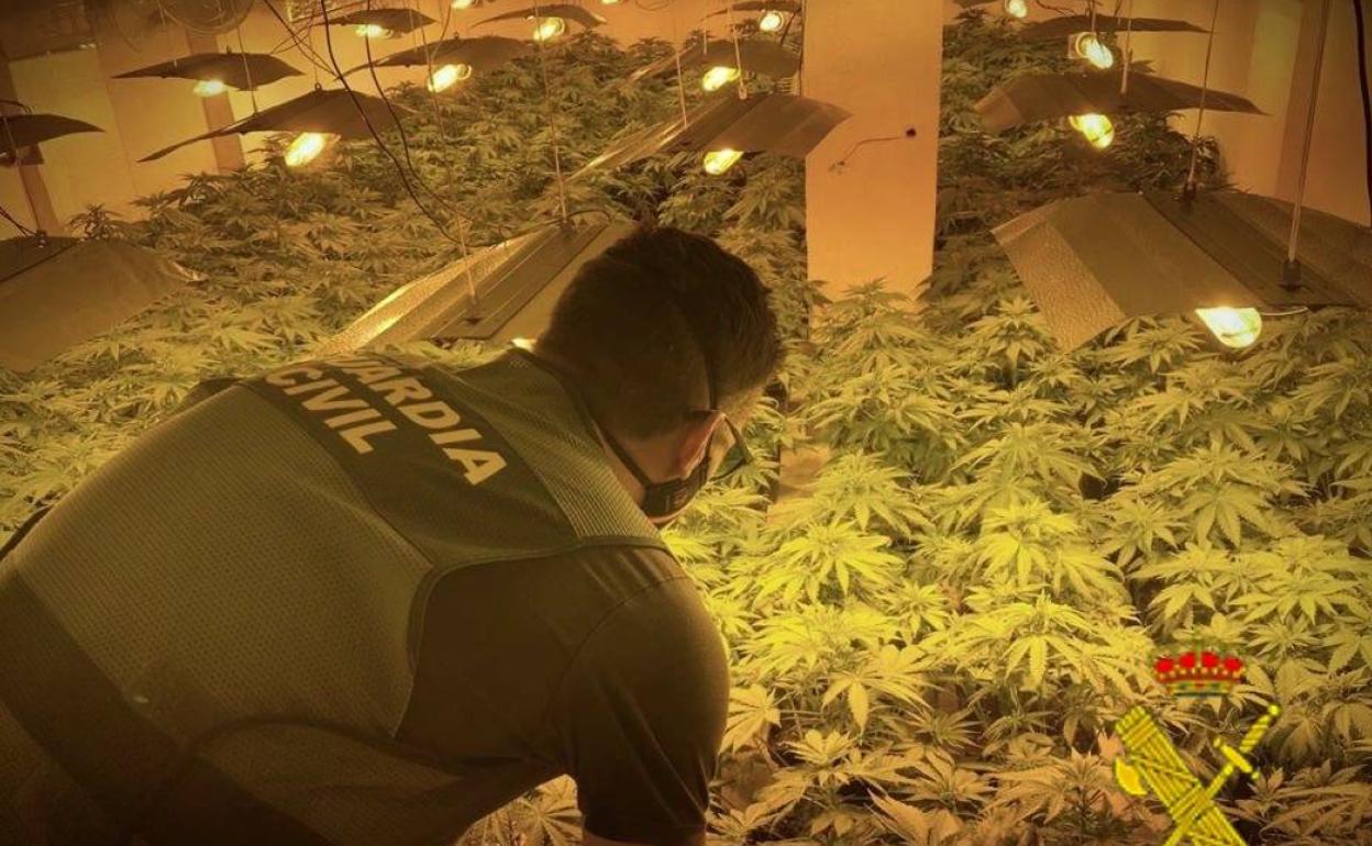 Droga en Almería | A prisión dos jóvenes detenidos por el cultivo de 154 plantas de marihuana en Roquetas de Mar