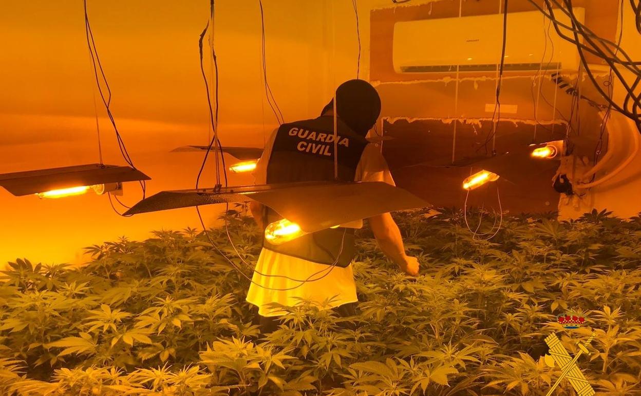 Plantación desmantelada por la Guardia Civil en Roquetas de Mar.