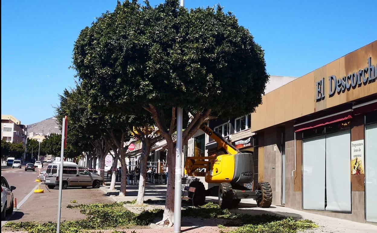 Cespa, Eulen y Verde Urbano se hacen con los contratos de trabajos de poda de árboles
