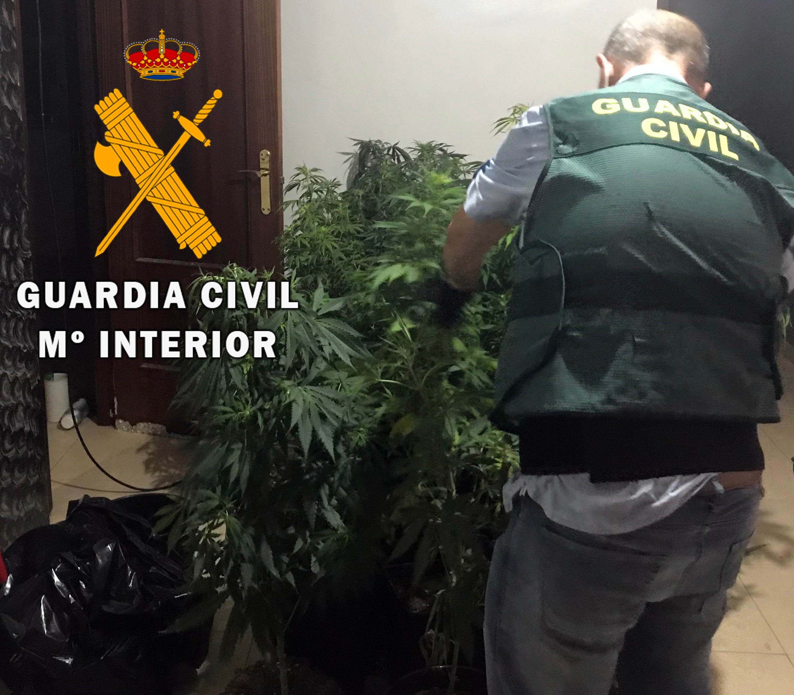 La Guardia Civil intervino 62 plantas de marihuana en una vivienda ocupada en Roquetas de Mar. 
