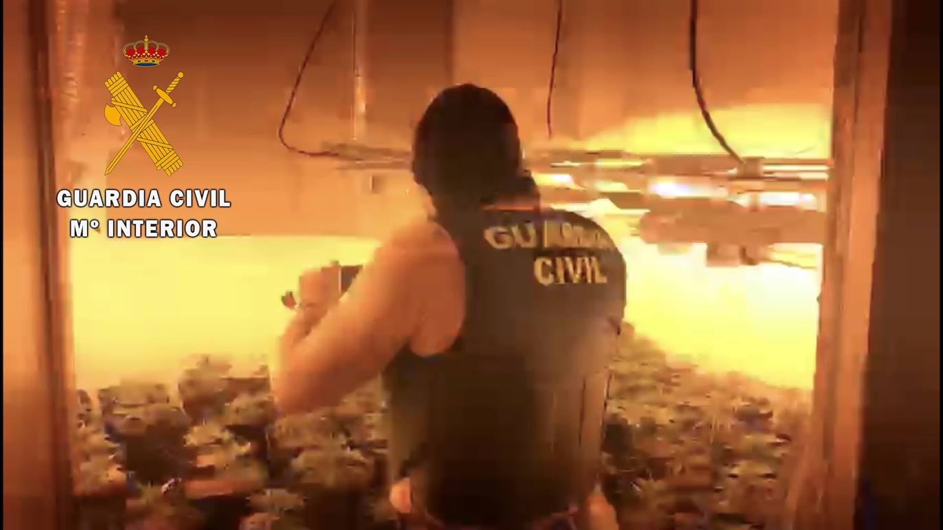 Agentes de la Guardia Civil intervinieron la vivienda con 242 plantas. 