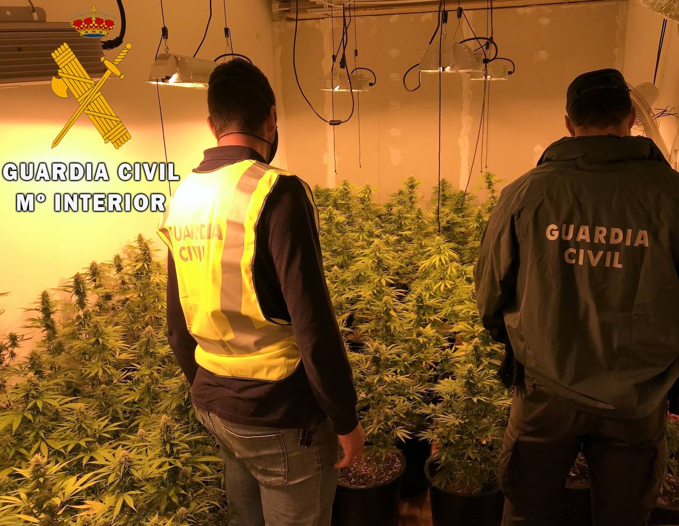 En la vivienda encontraron una plantación indoor de marihuana con 278 plantas. 