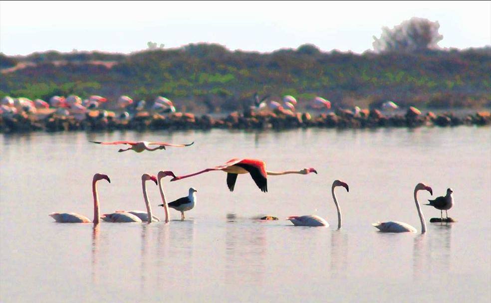 Flamencos en las salinas de Cerrillos, dentro de Punta Entinas-Sabinar. 