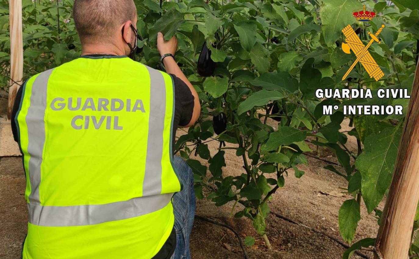 La investigación de la Guardia Civil destapó el hurto continuado en un invernadero. 