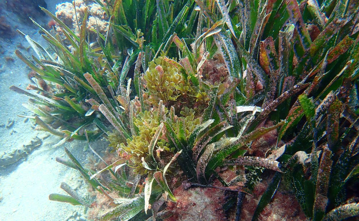 El alga asiática invasora está ya afectando a las praderas de posidonia en Roquetas. 