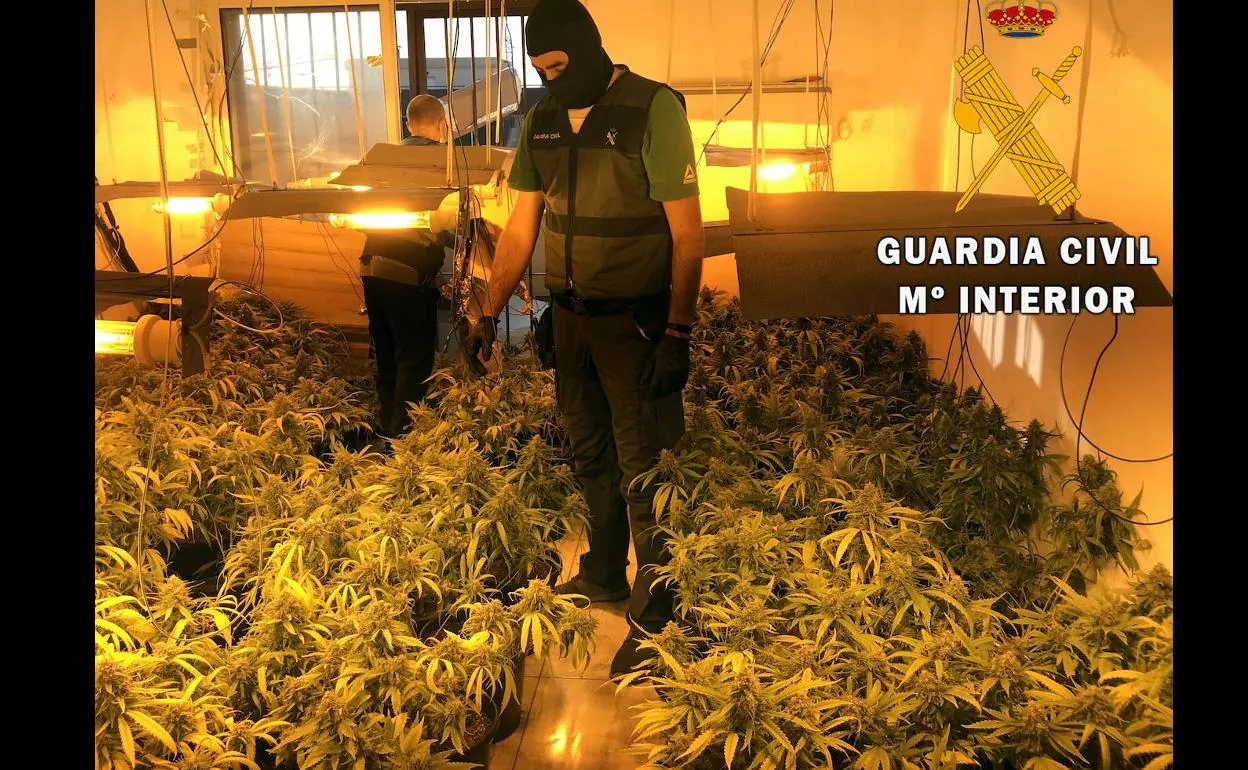Desmantelan una plantación de marihuana en Roquetas y neutralizan seis enganches ilegales