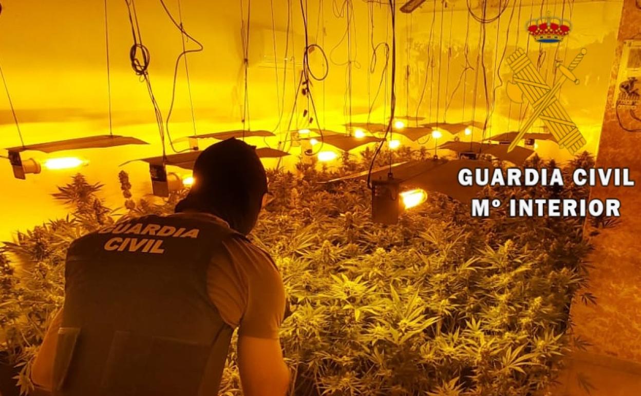 Localizan una plantación indoor con 548 plantas de marihuana y neutralizan 29 enganches ilegales en Roquetas