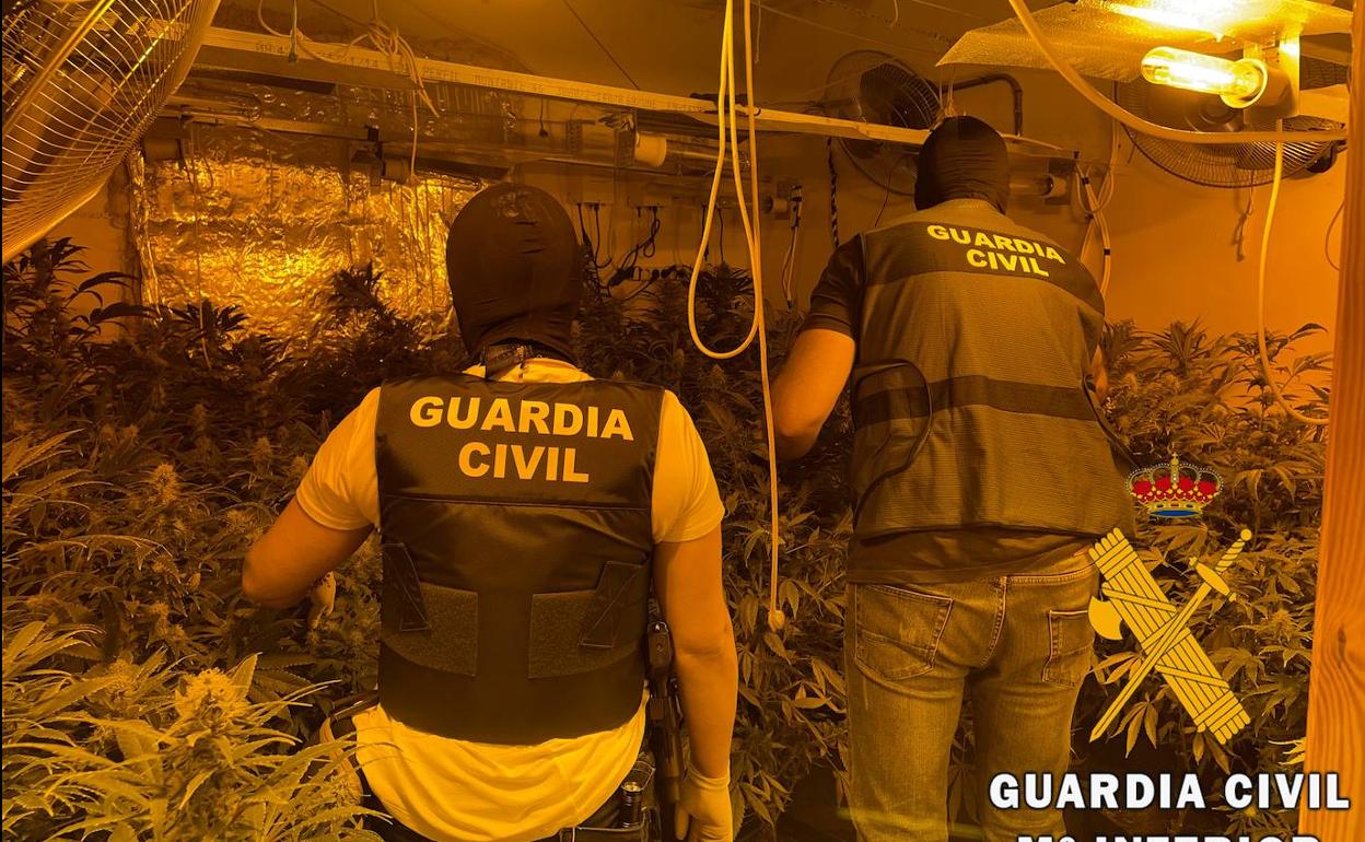 Intervienen 429 plantas de marihuana y detienen a dos personas en Roquetas de Mar