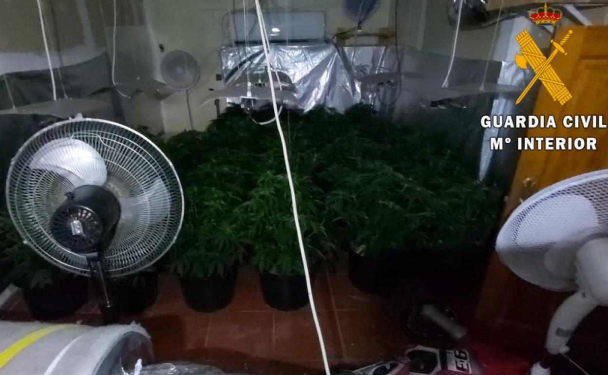 Plantación encontrada por la Benemérita en Roquetas.