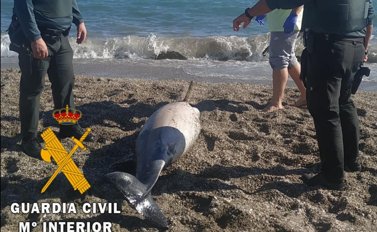 Aparece un delfín varado en una playa de Roquetas de Mar