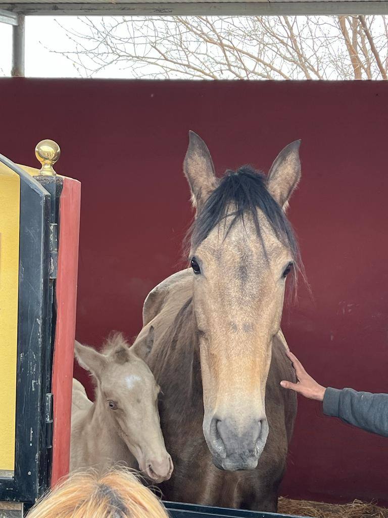 Vecinos de La Mojonera visitan la yeguada de Pérez Monteagud en Uleila