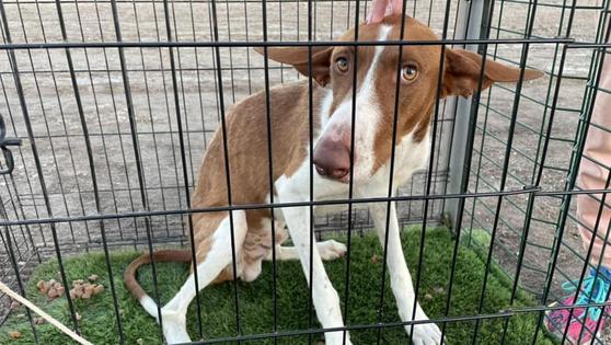La Huella Roja rescata a Berto, el perro que llevaba semanas vagando por Roquetas