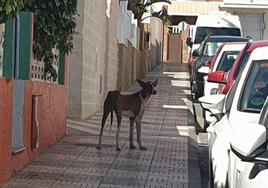 Rescate de perros abandonados en menos de 90 minutos