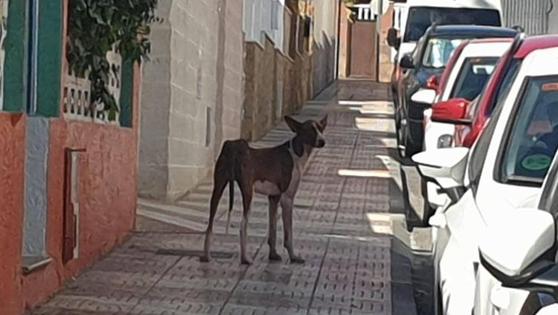 Rescate de perros abandonados en menos de 90 minutos