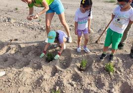 Escolares plantan aromáticas para combatir los mosquitos