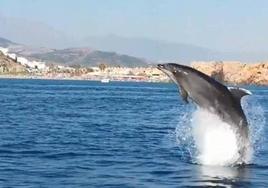 Delfines en una playa.