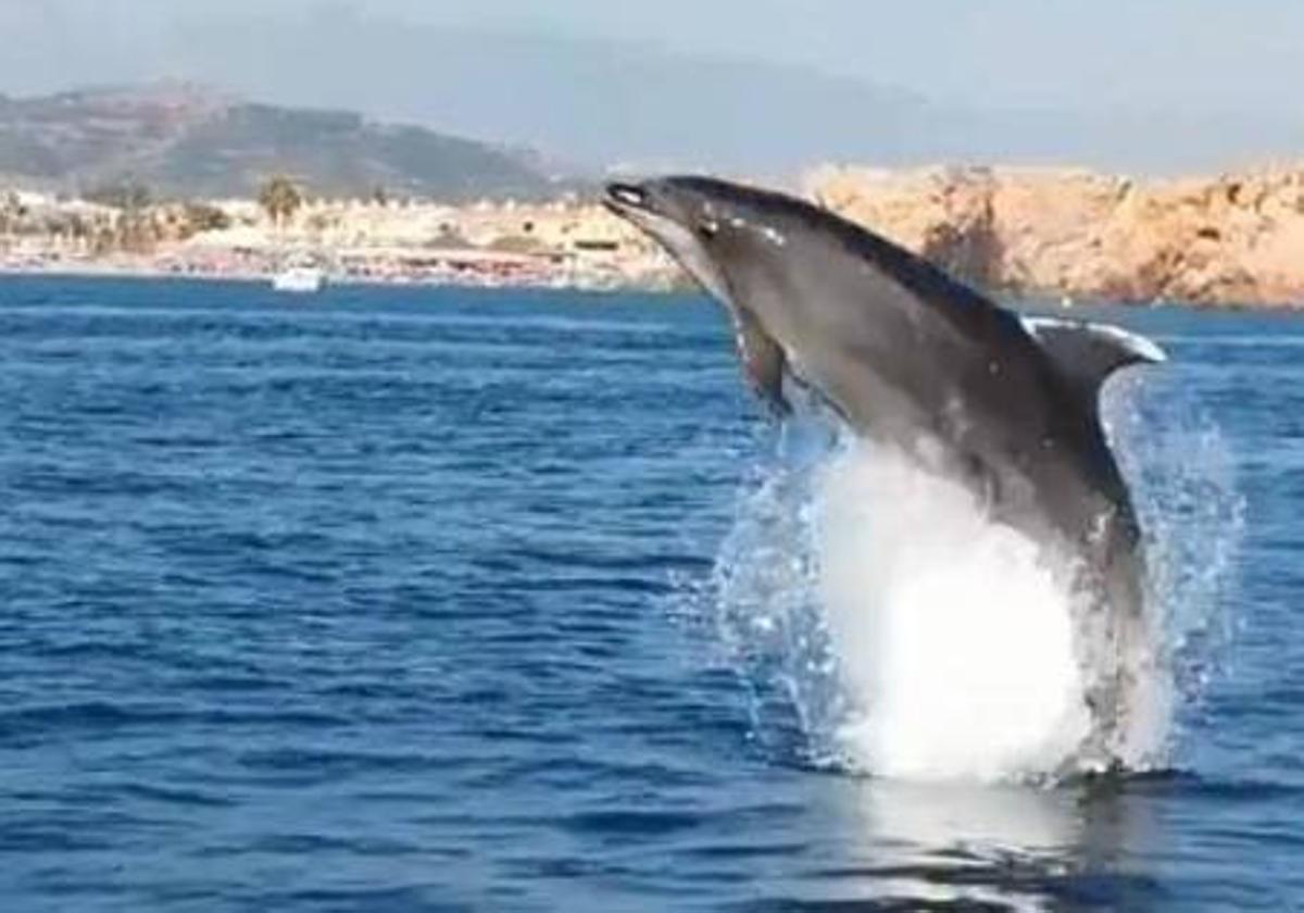 Un grupo de delfines sorprende a los bañistas en una playa de Almería