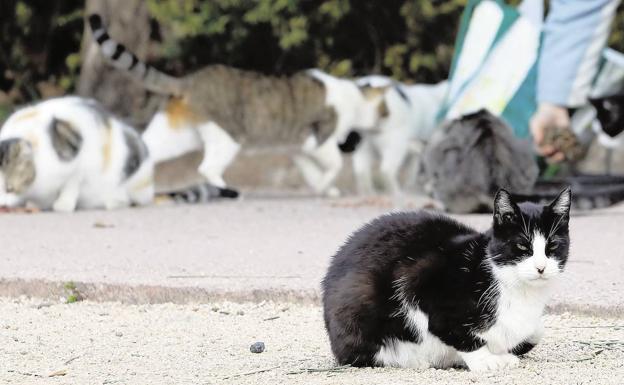 Investigan un conflicto en Aguadulce tras hallar un gato muerto de forma «violenta»