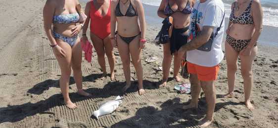 Algunos de los bañistas vieron una gaviota herida en Playa Serena.