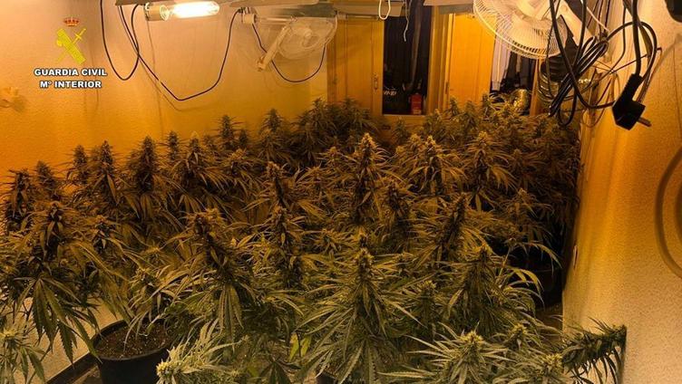 Detienen en La Mojonera a una persona por cultivar marihuana en una vivienda junto al paso de menores