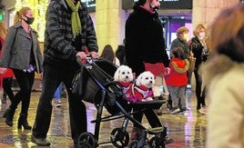 Dos perros ataviados con prendas llamativas, en un 'carrito'.
