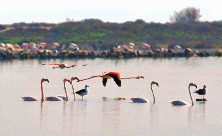 La formación progresista pide protección para Punta Entinas