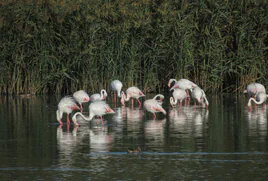 Punta Entinas se convierte en varias veces al año en el lugar en el que los flamencos disfrutan de su vida acompañados de otras aves.