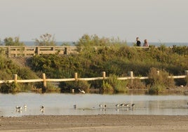Algunas aves aprovechan la tarde refrescándose mientras una joven va en bicicleta por uno de los caminos del paraje natural.