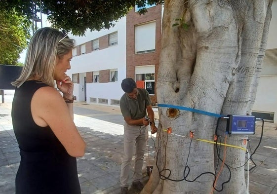 La concejala supervisa los cambios en un árbol.