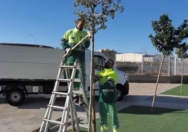 Dos trabajadores encargan de podar uno de los árboles de la zona.