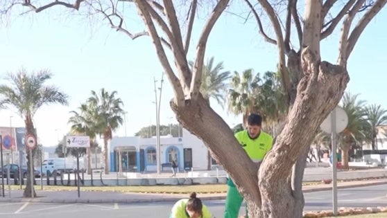 Roquetas realiza trabajos de poda y jardinería en la Urba