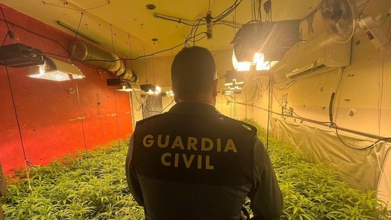 Detenida una mujer en Vícar tras desmantelar 4.000 plantas de marihuana