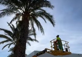 Un trabajador trata de podar una palmera en la localidad.