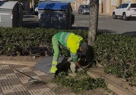 Un trabajador realiza trabajos de mantenimiento en la plaza.