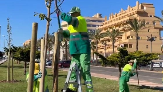 Roquetas realiza labores de poda y jardinería en la Urbanización