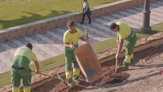 Plantas xerófilas: la apuesta de Roquetas de Mar para la sostenibilidad en el municipio