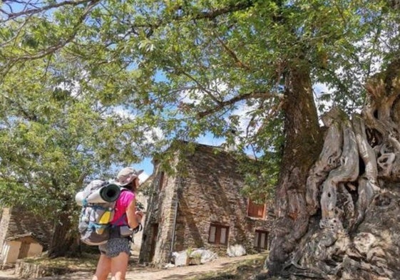 Una peregrina observa un árbol.