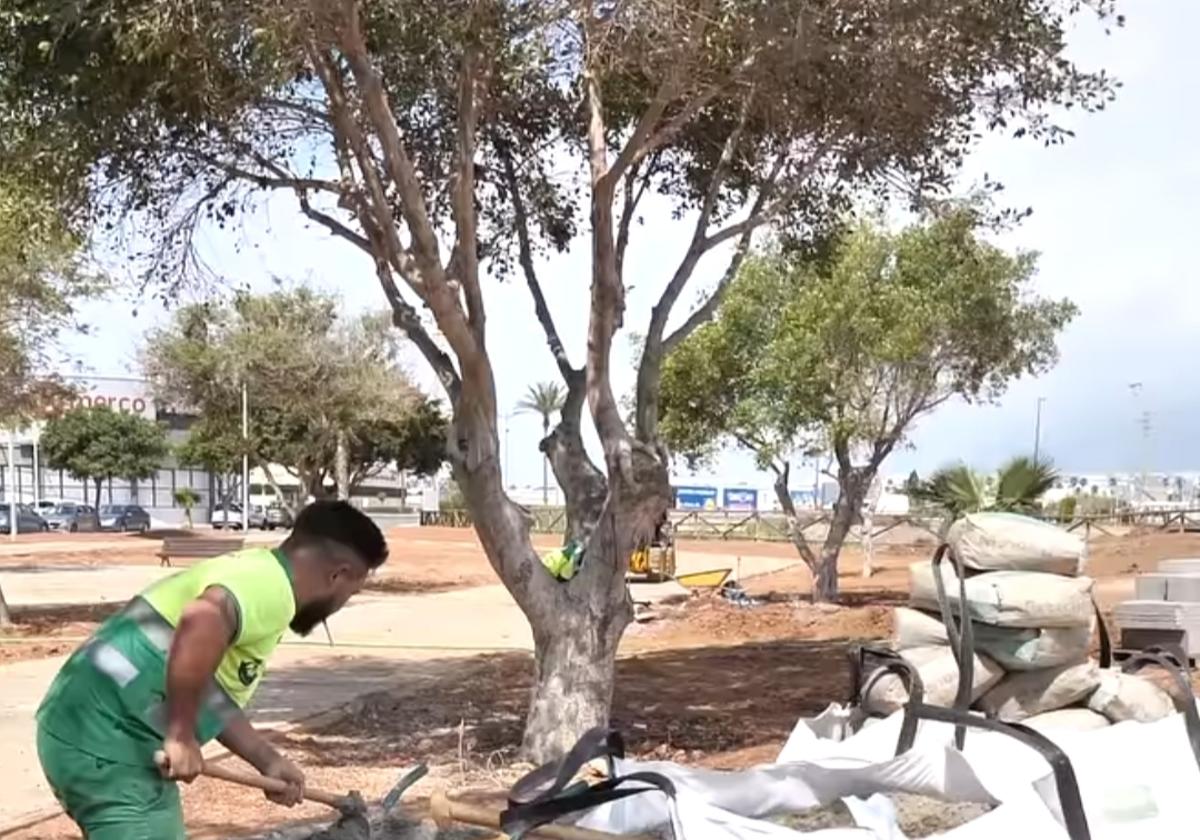 Roquetas realiza trabajos de jardinería en la calle Vigo
