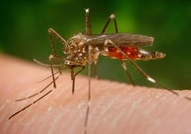 El virus del Nilo en acción.