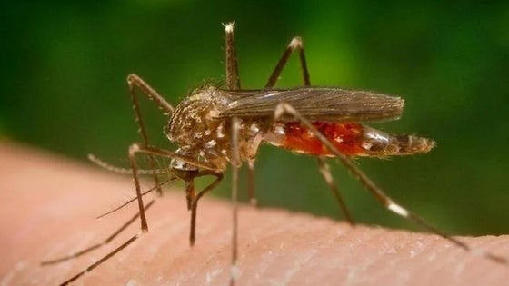Reclaman una Junta de Portavoces «urgente» para tratar el virus del Nilo en Roquetas