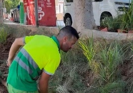 Uno de los trabajadores se encarga de mejorar unos jardines.
