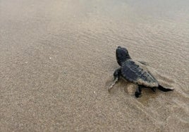 Imagen de archivo de crías de tortuga boba entrando al mar.