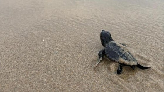 Encuentran un nido de tortuga boba con 38 huevos en Roquetas de Mar