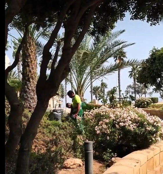 Plantan flores de temporada en los alrededores del Castillo de Santa Ana