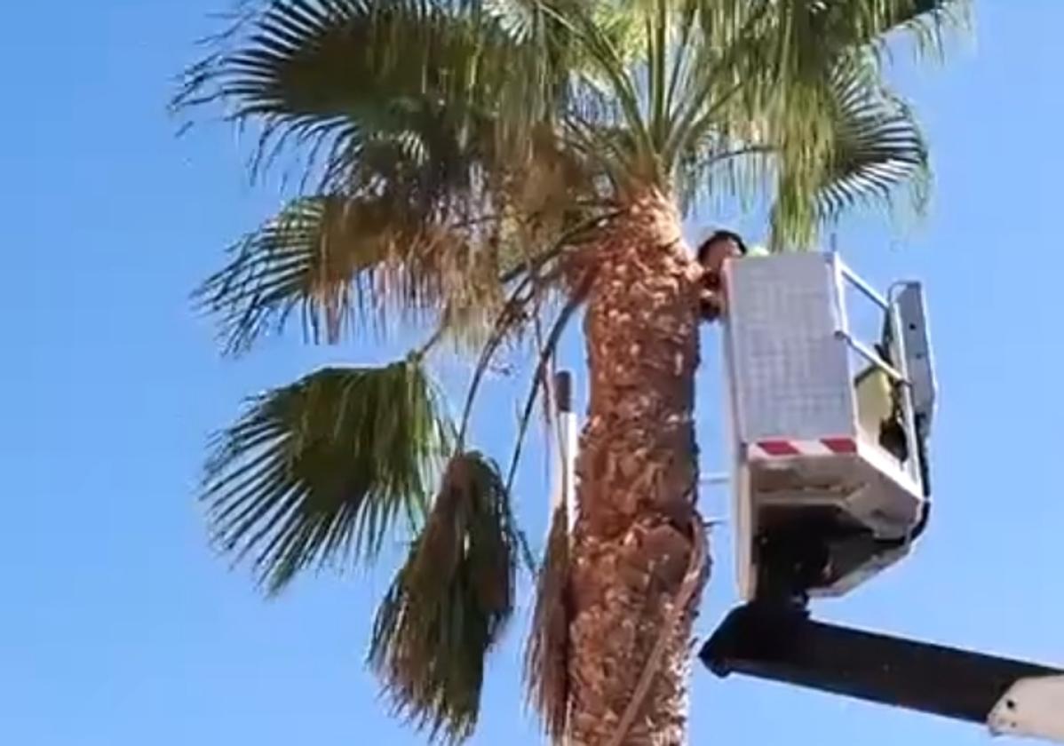 Un trabajador se encarga de podar una palmera en Roquetas.