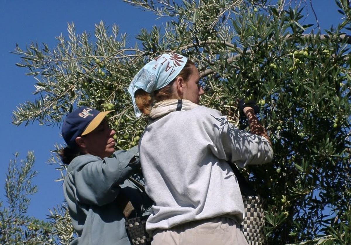 Recogida de aceitunas en el municipio de Vícar.