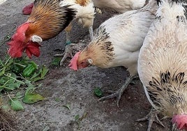 Unas gallinas comiendo y mirando al suelo en una zona.