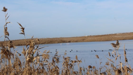 Roquetas informa sobre la importancia de respetar los nidos de aves