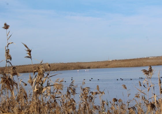 Aves en Punta Entinas - Sabinar.
