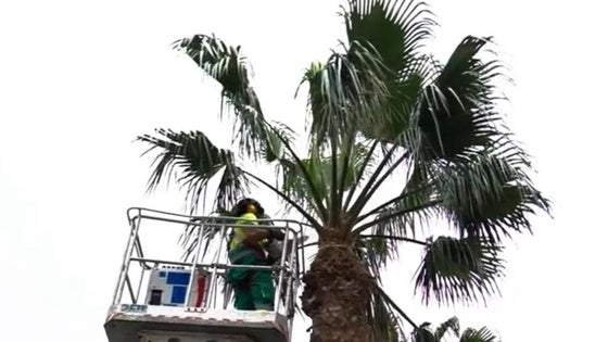 Roquetas realiza trabajos de poda de palmeras en Aguadulce